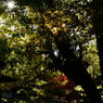 本土寺