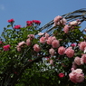 盛花のように