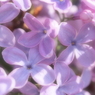 まるでお花畑