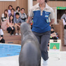 オタリアとおねえさん