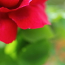 マテリアル　～薔薇