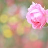 The Rose　