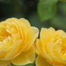 elegance yellow