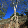 Ta Prohm②