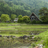 新緑の合掌村（田植えがすんだ畦道から）