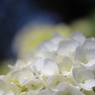 白い紫陽花もいいね＾＾