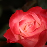 情熱の薔薇。。。。。