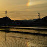 田に映る虹