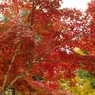 紅葉Ⅱ