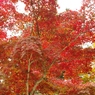 紅葉Ⅲ
