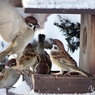 Sparrow1-27-01