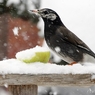 White-cheeked Starling-02