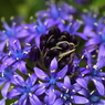 春の花　～シラー・ペルビアナ