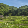新緑の白川郷（田植えを終えた棚田）　