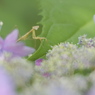 始まりは紫陽花の季節