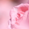Fragrance1