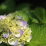 紫陽花②
