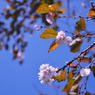 10月桜