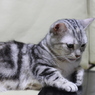 猫とiPad