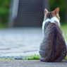 きゅ、きゅ、ぼん！