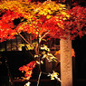 本土寺紅葉ライトアップ2