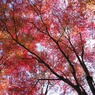 紅葉02