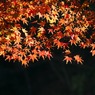 紅葉03