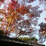 紅葉05