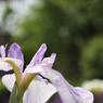 菖蒲