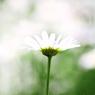 春の花　～マーガレット