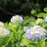 紫陽花①