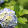 紫陽花②