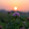 夕姿