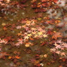 水辺の紅葉