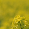 菜の花
