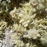 ５５００ｍに咲く花