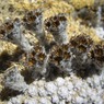 ５５００ｍに咲く花