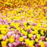 彩の花園