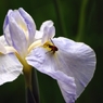 菖蒲4