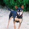 小型犬
