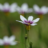 芝生の妖精