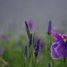 雨の中で