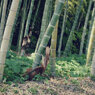 苔寺