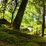 苔寺