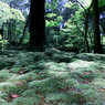 苔寺