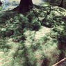 苔寺