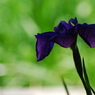 脈　菖蒲
