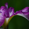 自慢げに咲く　菖蒲