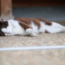 寝てる猫