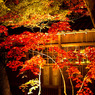 本土寺紅葉ライトアップ